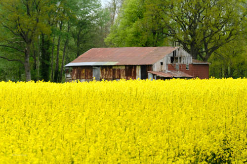 2) The second series of pictures of the rape blossom. I would have liked to present more birds, but 