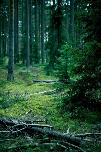 vhord: vegan-narcissist:     strictly nature