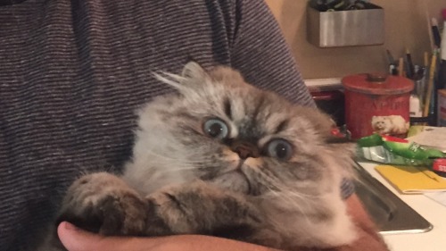 whyisntketchupasmoothie:The terrified expressions of the nameless cat
