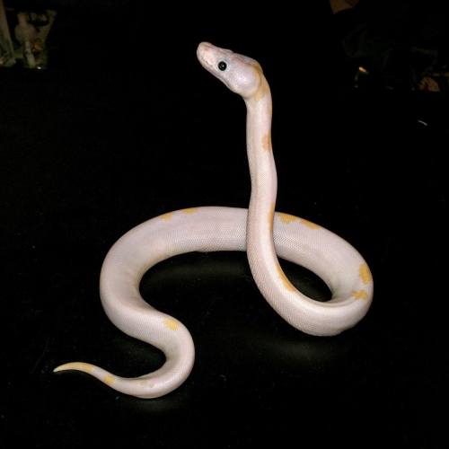 geckogalaxy:This cute little noodle will be the newest addition to the family! I’ve wanted a beep for a long time and I 