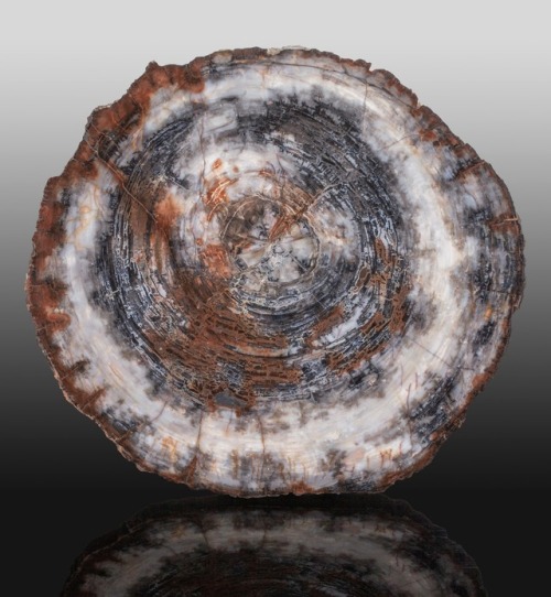 Petrified Conifer Slab (Araucarioxylon, Triassic) - Chinle Formation, Navajo County, Arizona