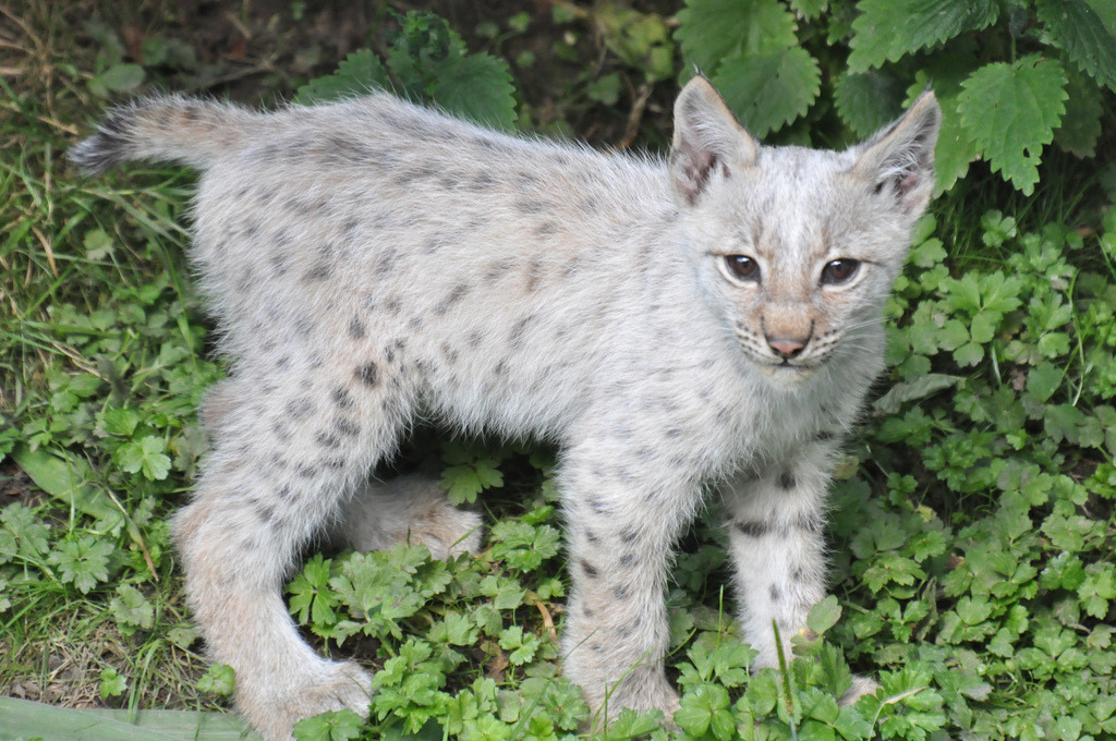 kingdom-of-the-cats:  White Young Eurasian Lynx (by Truus &amp; Zoo) 