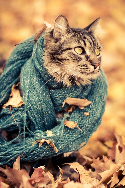 autumncozy:  Cats in scarves in the fall. 