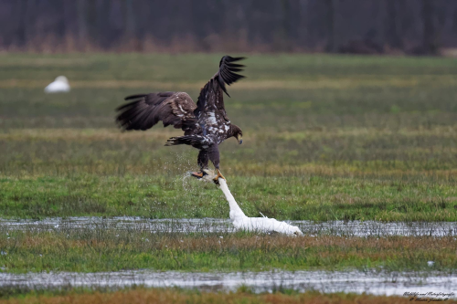 putrefactionanimale:  eagle vs swan