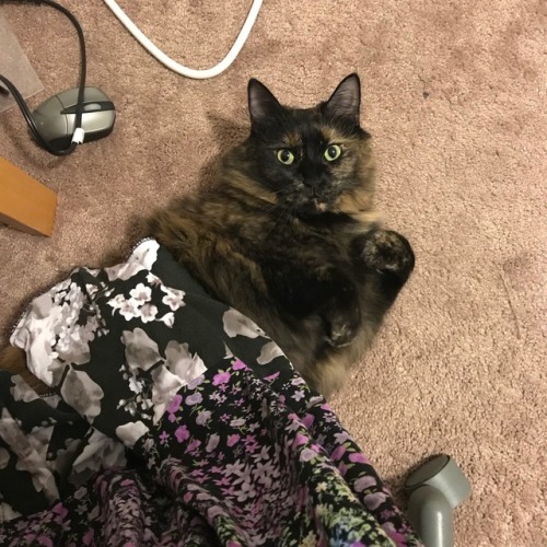 the-velvet-sledgehammer:Truffle wrapped herself in my skirt while I piece a quilt