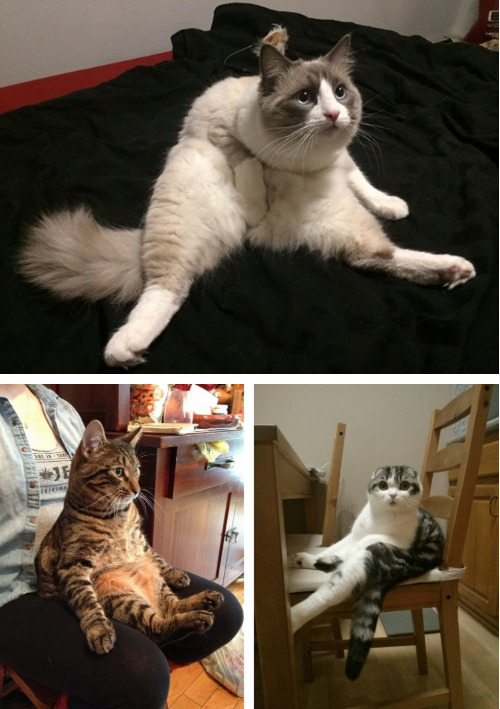Sex tastefullyoffensive:  Cats Sitting Like Humans pictures