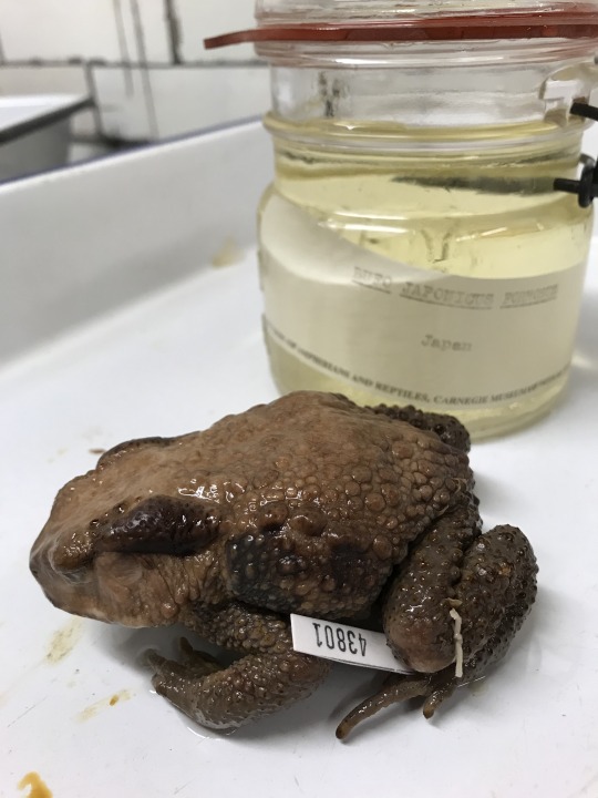 Is this what they call overkill? Toxin and venom in the herp world –  @carnegiemuseumnaturalhistory on Tumblr