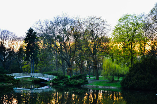 reflection in water