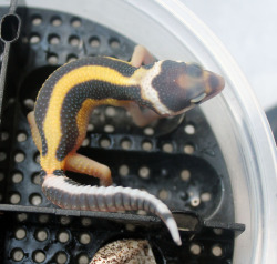 sunfish-exotics: lunationgeckos:  I was starting