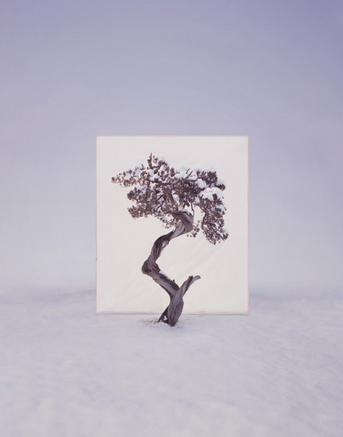 escapekit:TreeSouth Korea-based artist Myoung Ho Lee frames trees to create beautiful natural p