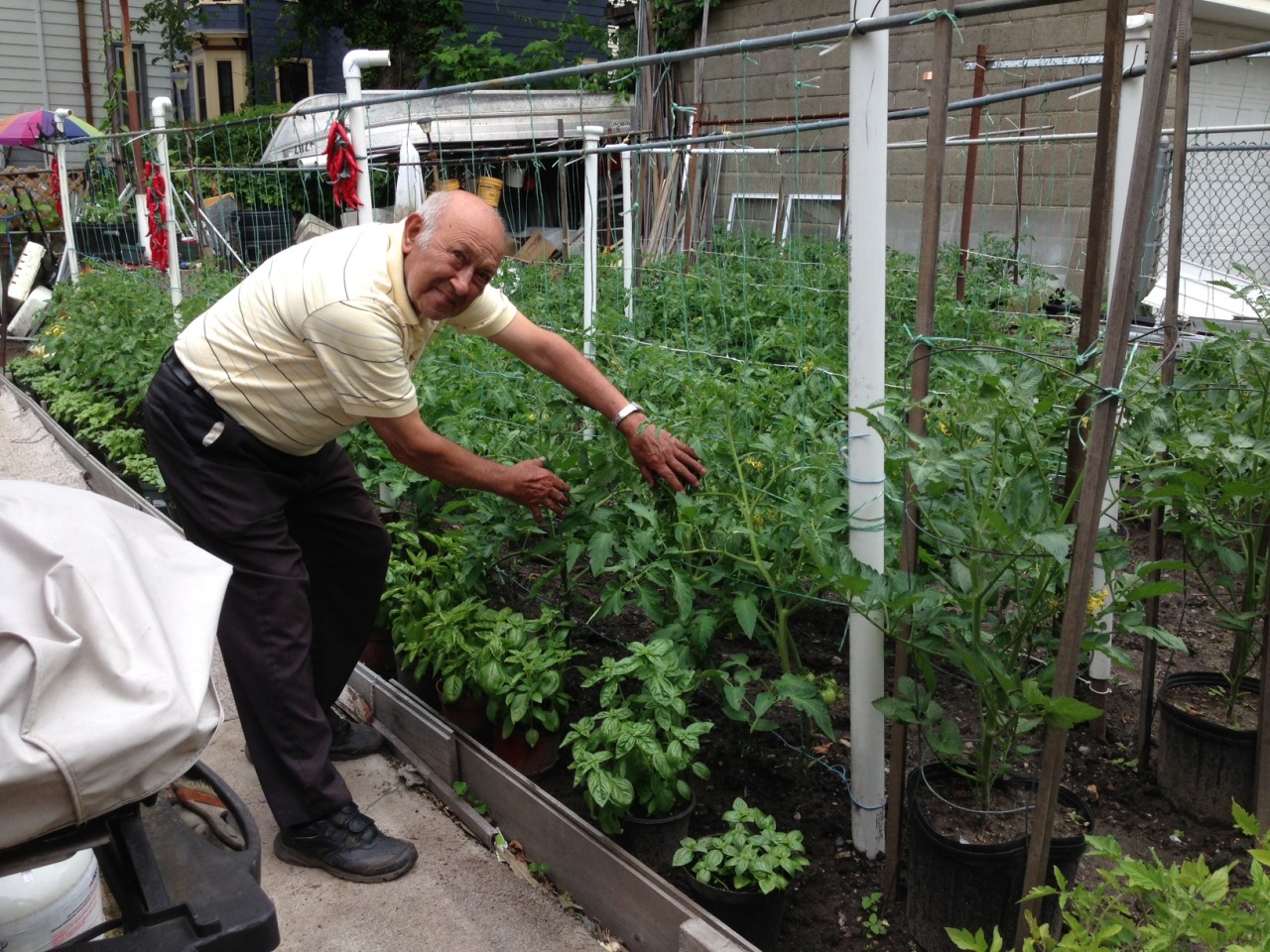 somervilleurbanag:
“Ummmm…it’s June 11 and 85 year old Carmelo Arria already has tomatoes on his plants! They don’t call him the Somerville Tomato King for nothing!
”
I wonder if he offers gardening tips!