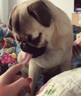 fluffygif:    _chevythepug on ig