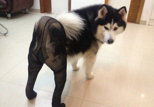 Porn photo catbountry:  meevist:  Dogs Wearing Pantyhose,