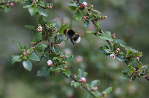 michaelnordeman:Bumble bees/humlor.