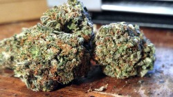 dabcandycannabis:  God x Green Crack 