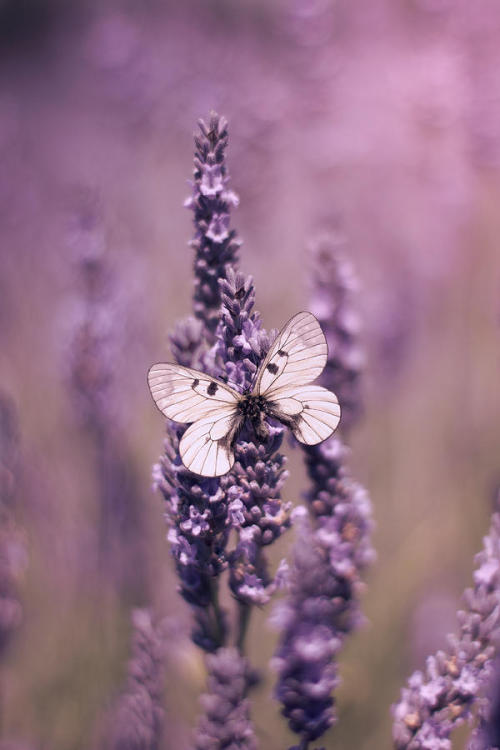  Butterfly on Lavender, by Ethiriel Photography. 