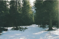 mountainsbymountains:  The Banff Woods 2. 2013. Pentax K1000