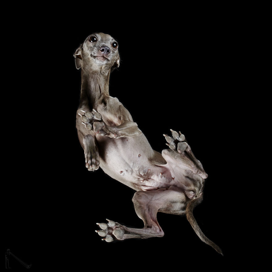 transvegetarian:  culturenlifestyle: Photographer Captures the Underbelly of Dogs