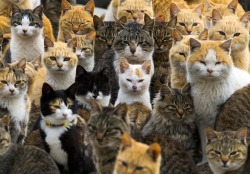 the-gasoline-station:  Cat Island or The Internet ?An army of feral cats rules the remote island of Aoshima in southern Japan, curling up in abandoned houses or strutting about in a fishing village that is overrun with felines outnumbering humans six