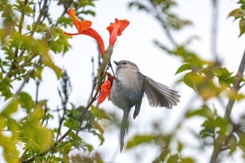 hannathebest1:American Bushtit