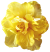 yellow flower