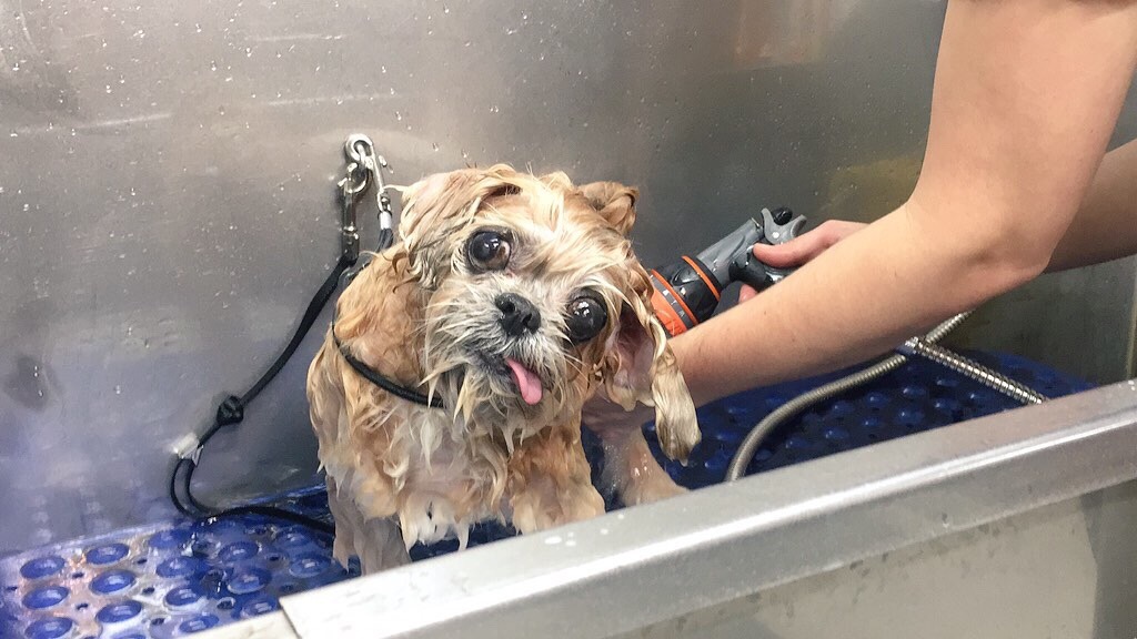 marniethedog:#help