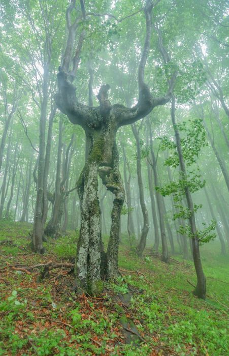 hayley566:  thefabulousweirdtrotters:  Compilation of weird trees   Those aren’t trees. They’re forest creatures disguising themselves as trees. 