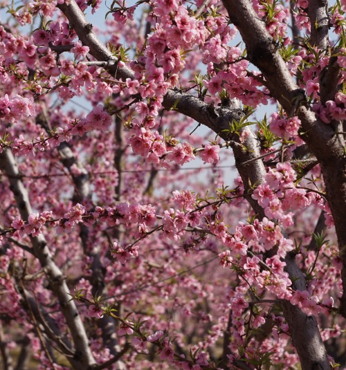 janesgalaxy:feb 18, 2021the blossoms are blooming near my house!! the perfect backdrop for escaping 