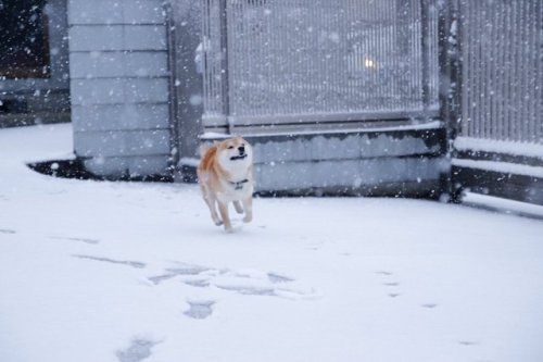 ﾀﾑﾃﾝ‏ @_chikuwa10犬は喜び庭かけまわる とはもうこのこと。 #柴犬 #80D #雪