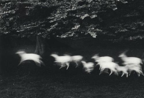 mybeingthere:  Paul Caponigro — Running White Deer, County Wicklow, Ireland, 1967. (Detail)
