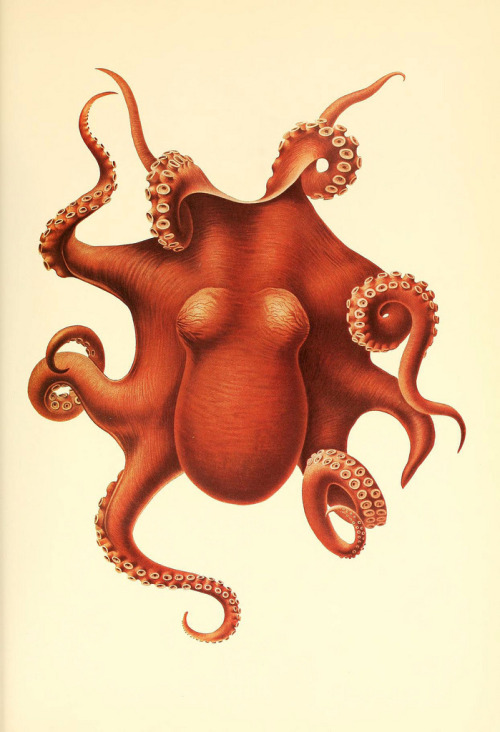 smithsonianlibraries:Some beautiful illustrations for cephalopod week from The Cephalopoda, atlas.