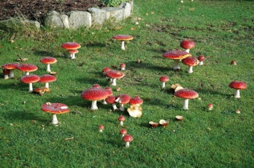 I Love Mushrooms