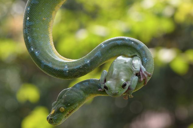 trebled-negrita-princess:  divineapprehension:  nubbsgalore:  tree frog and tree