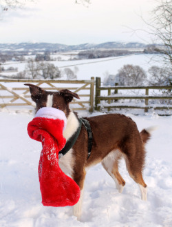 megpricephotography: Merry Christmas from me, Barney &amp; Flynn!  Wishing you all have a happy &amp; peaceful holiday, we hope that Santa brings you what you wished for :)  