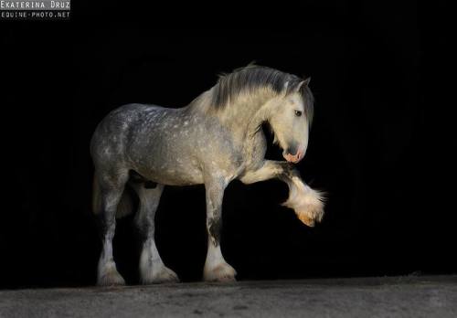 on-white-horses: Ekaterina Druz photography