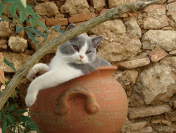 mostlycatsmostly:     Balthazar  (via mirificats)