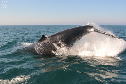 A playful Humpback whale breaches and kicks water at all of the tourists today on the Brier Island W