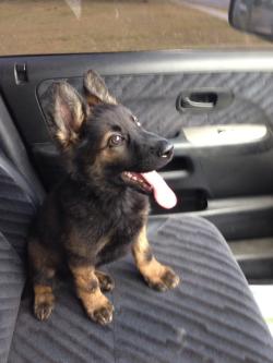 Awwww-Cute:  This Is Judo. He Is Going To Be A Police Dog Someday 