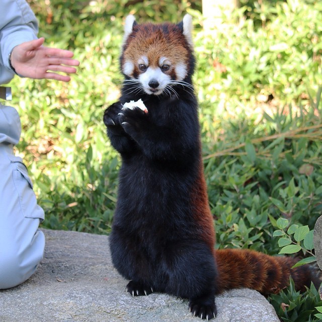 skikes:  sambaaaa:skikes. LOOK.  See this is what I don’t get. Why have we domesticated