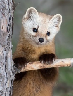 beautiful-wildlife:  Cute Pose by Marc Latremouille