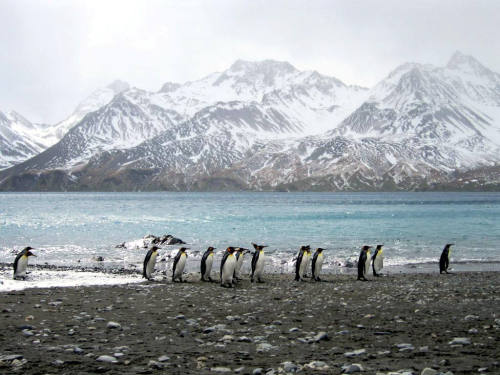 travelingcolors:Grytviken, South Georgia Island | Antarctica (by David Stanley)