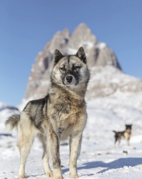 darkwood-sleddog:Greenland Dogs from the Greenland Fiord Tours team 