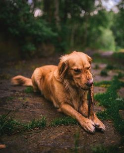 milliethegoldendog:Millie enjoying a good stick at the cabin last summer. 📷: @johnwingfield  (at Fairbanks, Alaska)