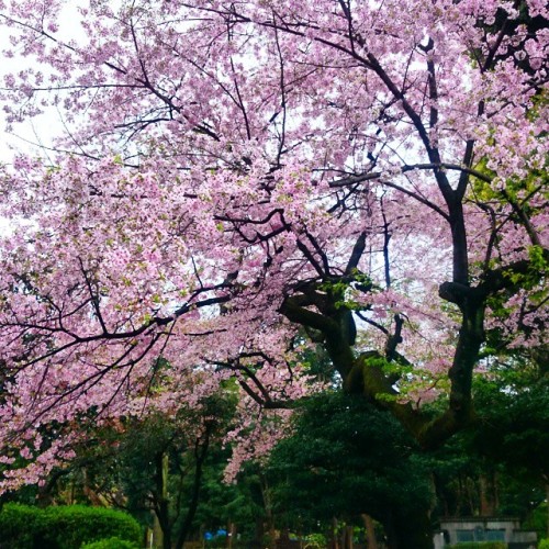 Porn photo #Sakura 🌼🌼🌼 🇯🇵#travel #spring