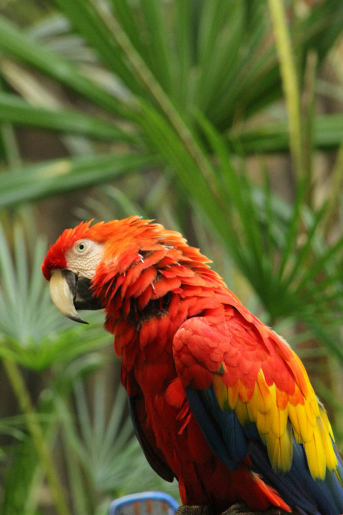 funkysafari:Scarlet Macaw by Jazzyroses