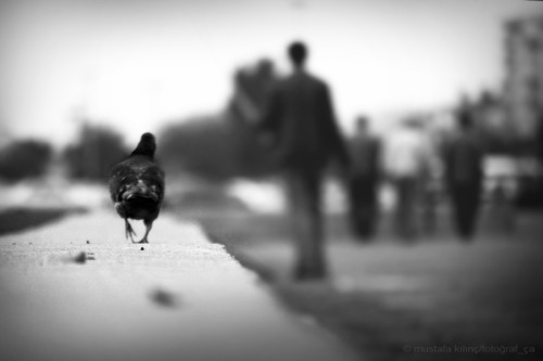 mustafakilinc-fotograf-ca