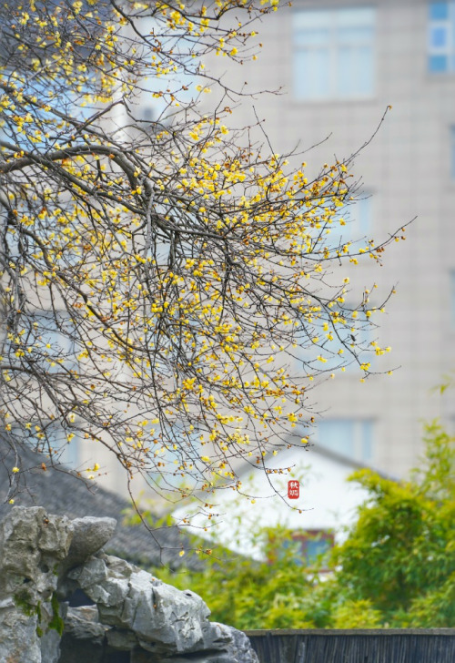 wintersweets in chinese garden by 云溪AN and 秋嫣旅行