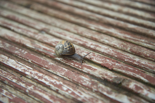 “Mummy this is my new pet. It’s a snail. It’s soooo cute. His name is Max!”He dropped Max in a bush,