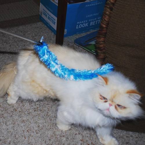 lucifurfluffypants: I have no patience for your games, human. #fluffypantsdaily #persian #cat #catso