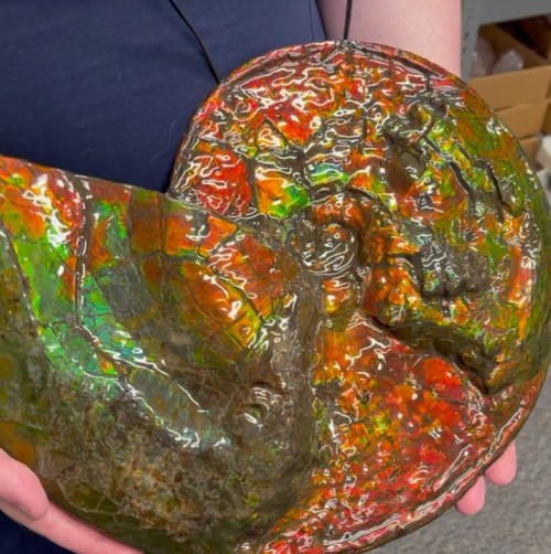 Just got in a big shipment of brilliant ammolite from Alberta including this amazing, 14” wide, comp